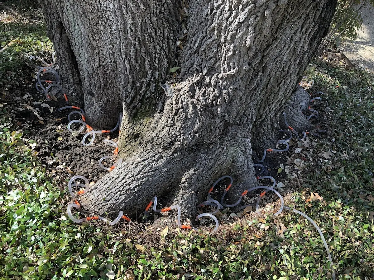 Detailed Tree Cabling and Bracing job site in Fairbank