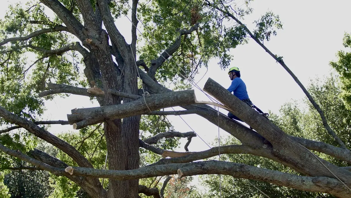 Professional Hazardous Tree Removal performed by certified arborists in Fairbank